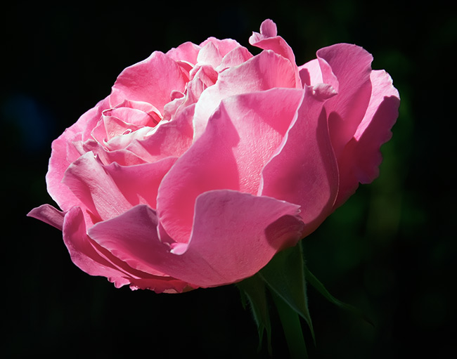 pink rose